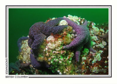 272 Purple stars (Pisaster ochraceus), Skookumchuck Narrows, Sechelt Inlet