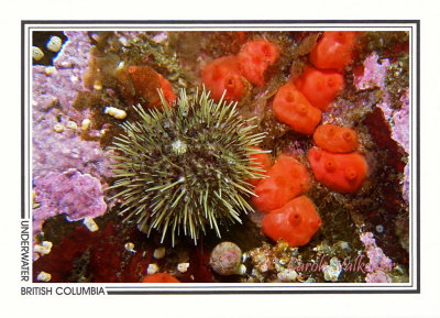 277 Green sea urchin (Strongylocentrotus droebachiensis) and orange sea squirts, Mozino Point, Tahsis Inlet