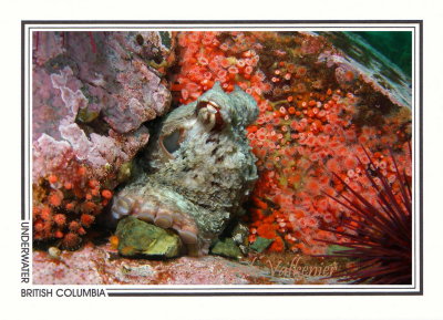 279 Giant Pacific octopus (Enteroctopus dofleini), Steep Island, Discovery Passage