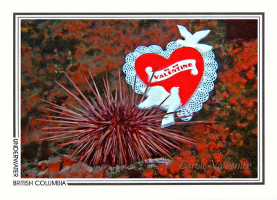 284 Giant red sea urchin (Strongylocentrotus franciscanus), Grouse Island, near Quadra Island