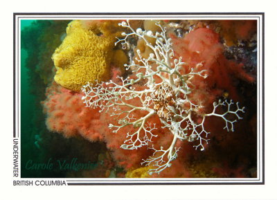 286 Basket star (Gorgonocephalus eucnemis) on soft coral (Eunephtya rubiformis), Browning Wall, Queen Charlotte Strait