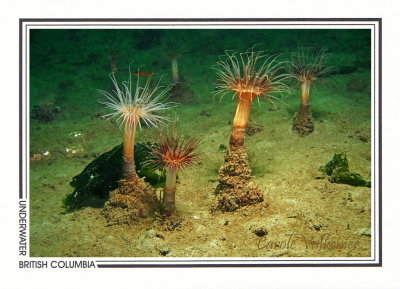 292 Tube-dwelling anemones (Pachycerianthus fimbriatus), Mermaid Cove, Saltery Bay, Powell River