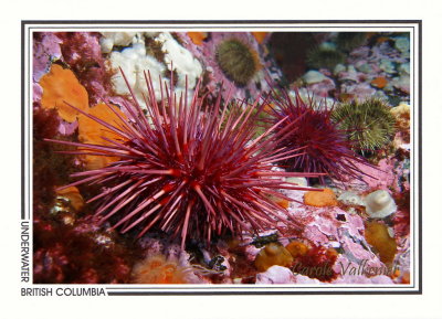 295 Giant red sea urchins (Strongylocentrotus franciscanus), Seymour Narrows, Campbell River area