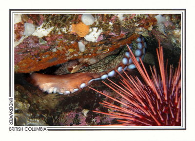 299 Giant Pacific octopus (Enteroctopus dofleini), Browning Passage, Queen Charlotte Strait