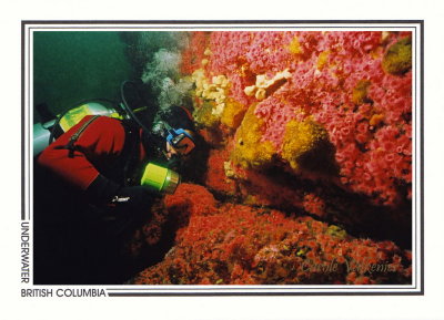 301 Strawberry anemones and diver (Corynactis californica), Steep Island, Quadra Island area