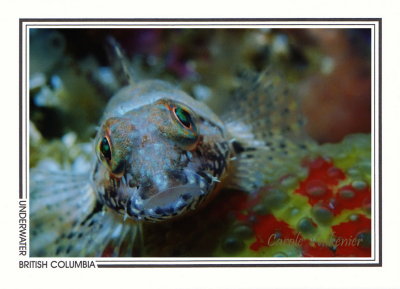 302 Scalyhead sculpin (Artedius harringtoni), Seven-Tree Island, Browning Passage, Queen Charlotte Strait