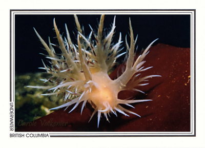 305 Giant nudibranch (Dendronotus iris), Gull Rocks, Gabriola Island