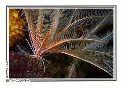 307 Feather star or crinoid (Florometra serratissima), Mozino Point, Tahsis Inlet