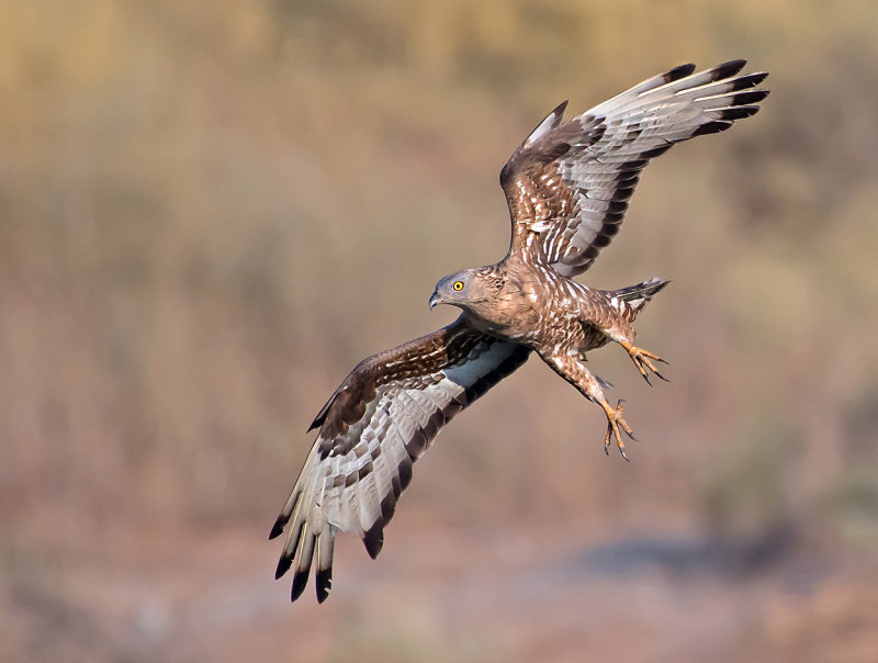 Honey Buzzard.