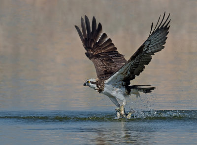 Osprey takes fish out of the water.