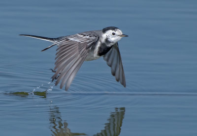 White/pied wagtail