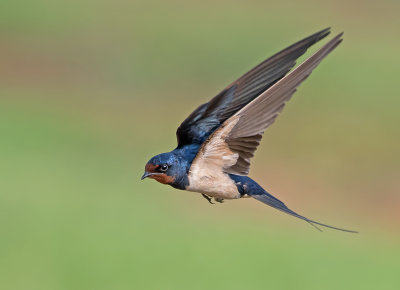 Barn Swallow.