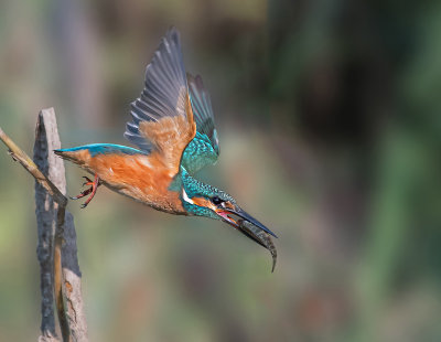 Kingfisher.