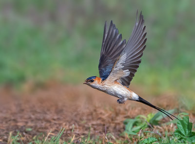Red -rumped Swallow.