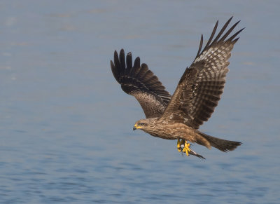 Black Kite.