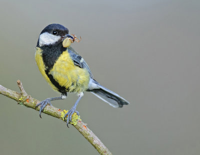 Great Tit with a friend ....