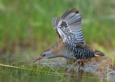 Water Rail.