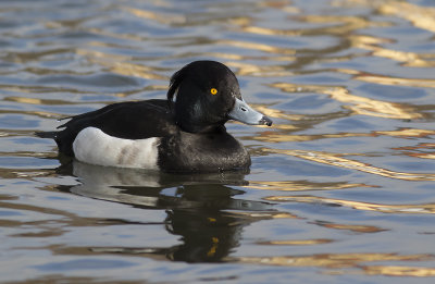 Vigg/Tufted Duck.