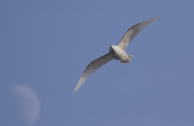 Vitvingad trut/Iceland Gull.