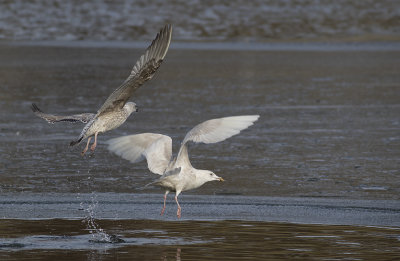 Vitvingad trut/Iceland Gull.