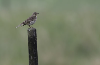 ngspiplrka/Meadow pipit.