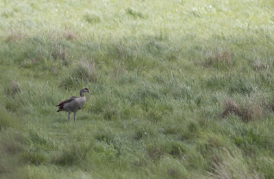 Nilgs/Egyptian Goose.