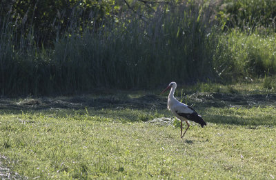 Vit stork/White stork.