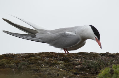 Fisktrna/Common tern.