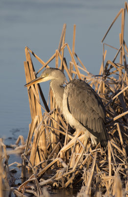 Gr hger/Grey Heron.