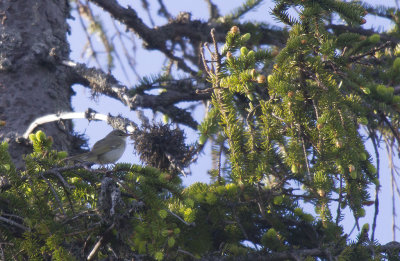 Nordsngare/Arctic Warbler.