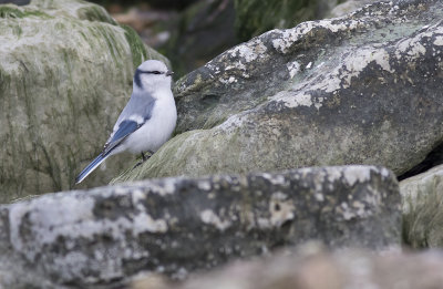 Azurmes/Azure tit.