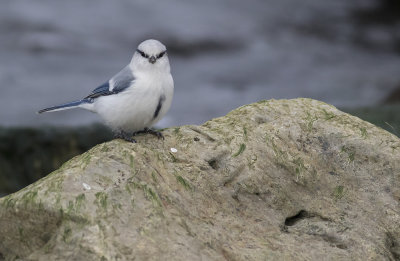 Azurmes/Azure tit.