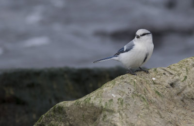 Azurmes/Azure tit.