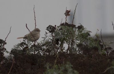 kensngare/Desert Warbler.