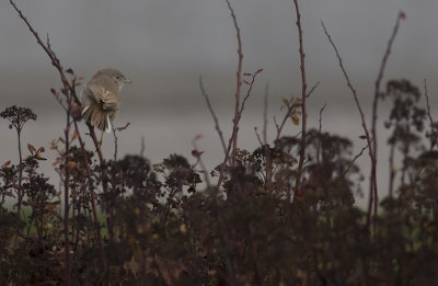 kensngare/Desert Warbler.