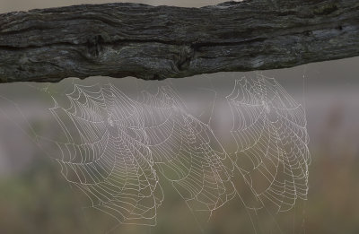 Spindelnt/Web.