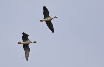 Blsgss/Greater White Fronted Goose.