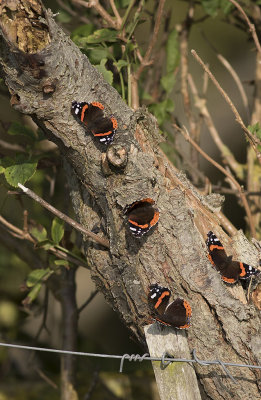 Amiralfjrilar/Butterfly.