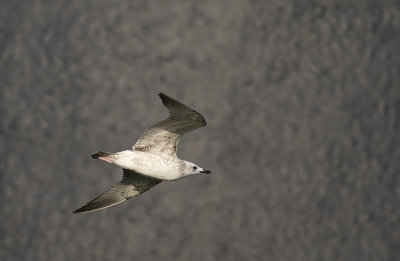 Grtrut/Herring gull.