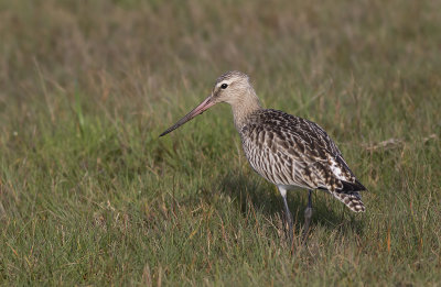 Myrspov/Bar-tailed Godwit.