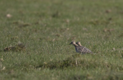 Prrielpare/Buff breasted sandpiper.