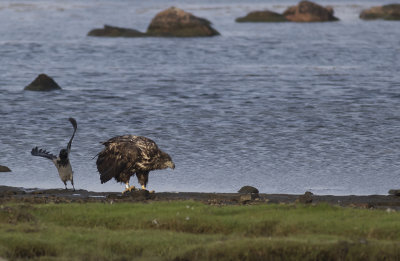 Havsrn/White tailed eagle.