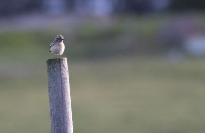 Nunnestenskvtta/Pied Wheatear