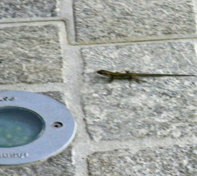 NATIVE GUEST