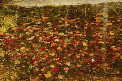 FALLEN LEAVES