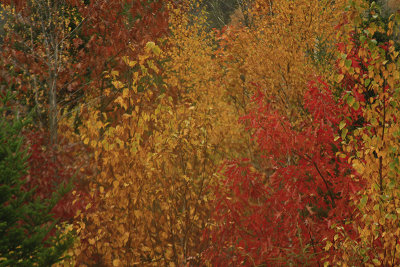 SYMPHONY OF COLOR