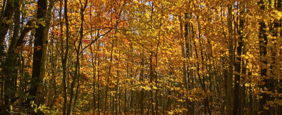 _MG_3544A.jpg