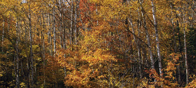 _MG_3554A.jpg