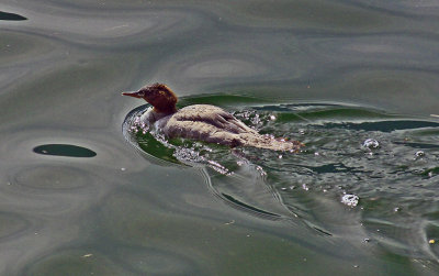 LOCAL RESIDENT