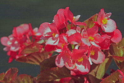 _MG_5820A.jpg